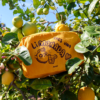 Neceser Eres una Limonada