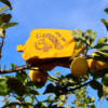 Neceser Eres una Limonada